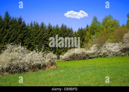 Schlehe, Schlehe (Prunus Spinosa), Frühling Landschaft mit blühenden Schlehe, Deutschland, Rheinland-Pfalz, Eifel Stockfoto