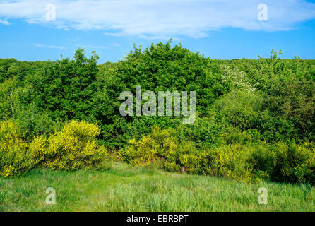 Scotch-Ginster (Cytisus Scoparius, Sarothamnus Scoparius), Hedge-Landschaft mit blühenden Ginster, Deutschland, Rheinland-Pfalz, Eifel Stockfoto