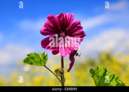 Zebrina Malve (Malva Sylvestris SSP. Mauritiana, Malva Sylvestris var. Mauritiana, Malva Mauritiana), Blume, Deutschland Stockfoto