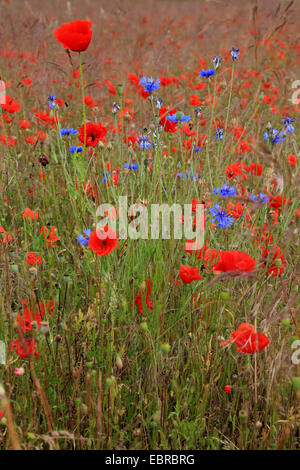 Schaltfläche "Bachelor's", Zusammenarbeit, Kornblume (Centaurea Cyanus), Poppy Field mit Kornblume, Deutschland Stockfoto