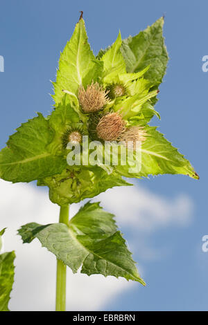 Kohl Distel (Cirsium Oleraceum), blühen, Deutschland Stockfoto