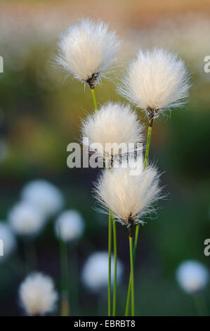 Grasbüschel Wollgras, Hares-Tail Wollgras (Wollgras Vaginatum), Fruchtständen, Deutschland, Niedersachsen Stockfoto