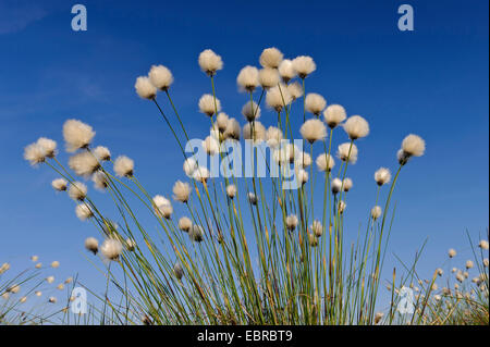 Grasbüschel Wollgras, Hares-Tail Wollgras (Wollgras Vaginatum), Fruchtständen, Deutschland, Niedersachsen Stockfoto