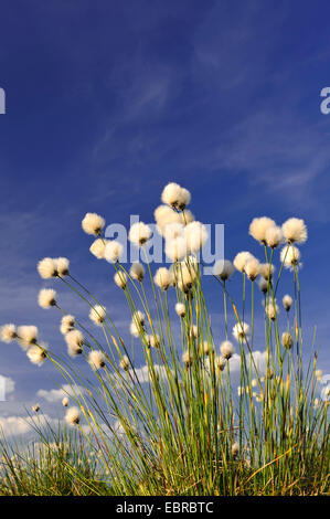 Grasbüschel Wollgras, Hares-Tail Wollgras (Wollgras Vaginatum), Fruchtständen, Deutschland, Niedersachsen Stockfoto