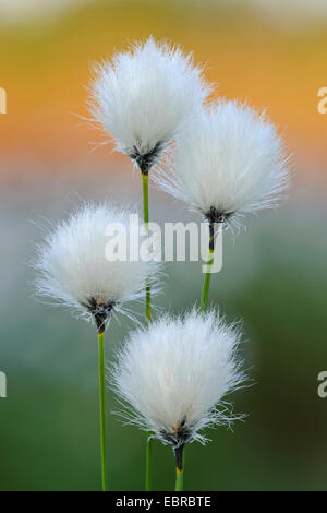 Grasbüschel Wollgras, Hares-Tail Wollgras (Wollgras Vaginatum), Fruchtständen, Deutschland, Niedersachsen Stockfoto