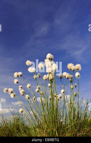 Grasbüschel Wollgras, Hares-Tail Wollgras (Wollgras Vaginatum), Fruchtständen, Deutschland, Niedersachsen Stockfoto