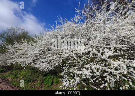 Schlehe, Schlehe (Prunus Spinosa), Absicherung mit blühenden Blackthorn, Deutschland Stockfoto