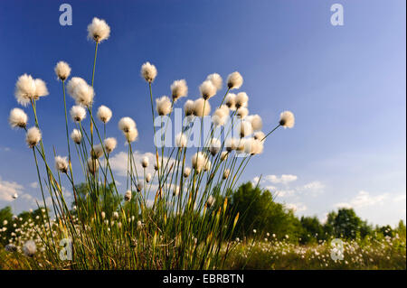 Grasbüschel Wollgras, Hares-Tail Wollgras (Wollgras Vaginatum), Fruchtständen, Deutschland, Niedersachsen Stockfoto