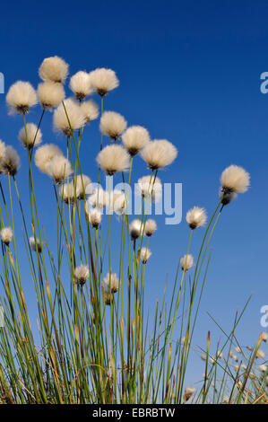 Grasbüschel Wollgras, Hares-Tail Wollgras (Wollgras Vaginatum), Fruchtständen, Deutschland, Niedersachsen Stockfoto