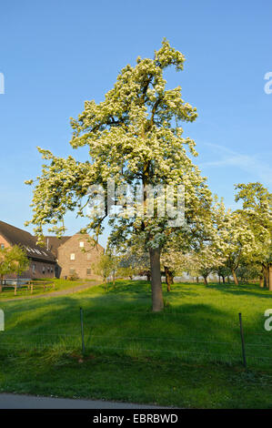 gemeinsamen Birne (Pyrus Communis), blühende Birnbaum in einem Obstgarten im Morgenlicht, Deutschland, Nordrhein-Westfalen, Niederrhein Stockfoto