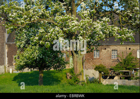 gemeinsamen Birne (Pyrus Communis), blühende Birnbaum an einem Farmnhouse, Deutschland, Nordrhein-Westfalen, Niederrhein Stockfoto