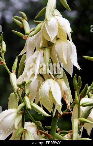 Adams Nadel, schwach-Blatt Yucca (Yucca Filamentosa), Blumen mit Regentropfen Stockfoto