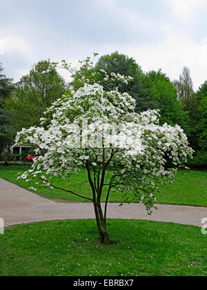 blühende Hartriegel, amerikanische Buchsbaum (Cornus Florida), blühender Baum in einem park Stockfoto