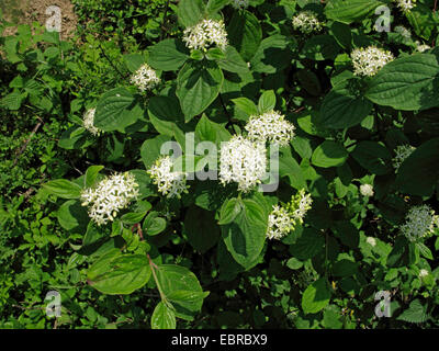 Hartriegel, Dogberry, Europäische Hartriegel, gemeinsame Hartriegel (Cornus sanguineaund), blühen, Deutschland Stockfoto