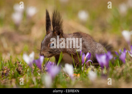 Europäische Eichhörnchen, eurasische rote Eichhörnchen (Sciurus Vulgaris), auf der Suche nach Nahrung auf einer Wiese mit Krokussen, Schweiz, Bündner Stockfoto