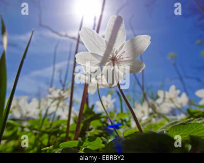 Buschwindröschen (Anemone Nemorosa), Blumen von unten im Gegenlicht, Deutschland, Sachsen Stockfoto