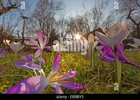 Krokus (Crocus spec.), blühen Krokusse auf einer Wiese, Deutschland, Sachsen Stockfoto