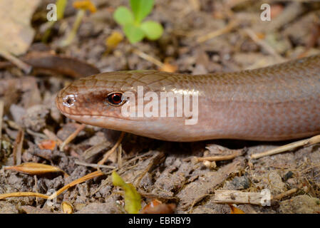 Östliche Blindschleiche Blindworm, Blindschleiche (geschiedenen Fragilis Colchica, geschiedenen Colchica), Männlich, Türkei, Thrakien Stockfoto