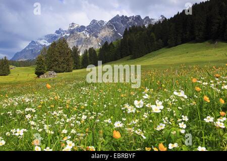 Aconitum-Blatt Hahnenfuß (Ranunculus Aconitifolius), Blick von einer Bergwiese im Alpstein-massiv mit dem höchsten Berg Säntis (2502 m), Schweiz Stockfoto