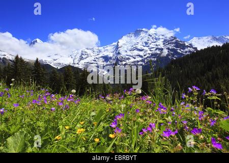 Blick von einer Weide auf eine Gebirgskette mit dem Eiger (3970 m), Mönch (4107 m) und Jungfrau (4158 m), der Schweiz, Bern, Berner Oberland Stockfoto