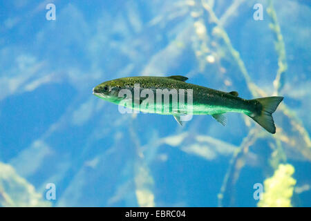 Atlantischer Lachs, Ouananiche, See Atlantischen Lachs, Binnenland Lachs, Sebago Lachs (Salmo salar), Schwimmen Stockfoto