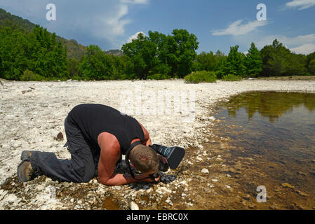 Würfel-Schlange (Natrix Tessellata), Tierfotograf, ein Bild von einem Würfel Schlange am Ufer, Lycia, Dalyan, Mugla, Türkei Stockfoto