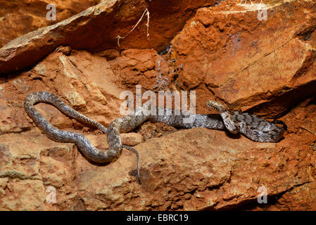 Katze, Schlange, europäische Katze Schlange (Telescopus Goldhahnenfuß), auf einem Felsen, Lykien, Dalyan, Mugla, Türkei Stockfoto