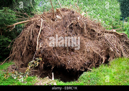 Baumwurzeln entwurzelte Asche, Sturmtief Ela am 2014-06-09, Essen, Ruhrgebiet, Nordrhein-Westfalen, Deutschland Stockfoto