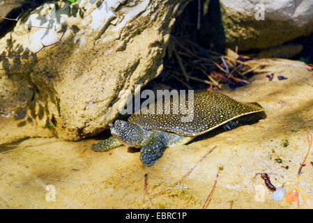 Afrikanische Softshell Schildkröte, Nil Softshell Schildkröte (Trionyx Triunguis), junge afrikanische Softshell Schildkröte Sonnenbädern am Ufer, Lykien, Dalyan, Mugla, Türkei Stockfoto