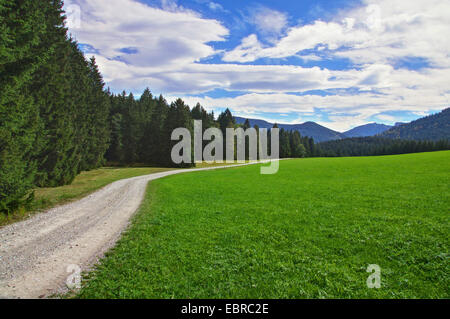 Wald und Wiesen, Ammergauer Alpen im Hintergrund, Oberbayern, Oberbayern, Bayern, Deutschland Stockfoto