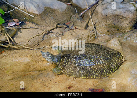 Afrikanische Softshell Schildkröte, Nil Softshell Schildkröte (Trionyx Triunguis), junge afrikanische Softshell Schildkröte Sonnenbädern am Ufer, Lykien, Dalyan, Mugla, Türkei Stockfoto