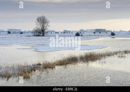 überflutete schneebedecktes Feld Landschaft des Niederrheins, Schenkenschanz, Niederrhein, Nordrhein-Westfalen, Deutschland Stockfoto