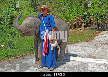 Asiatischer Elefant, Asiatischer Elefant (Elephas Maximus), junger Elefant mit Handler, Thailand, Phuket Stockfoto