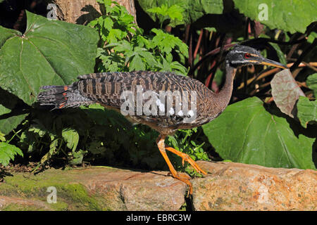 Sonne-Rohrdommel, Sunbittern (Eurypyga Helias), auf einem Stein Stockfoto