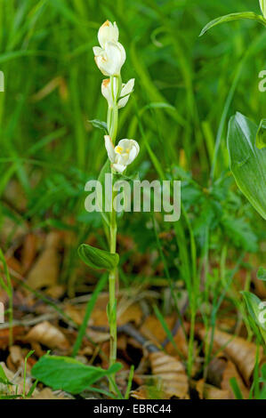 weiße Helleborine (Cephalanthera Damasonium), blühen, Deutschland, Nordrhein-Westfalen, Eifel Stockfoto