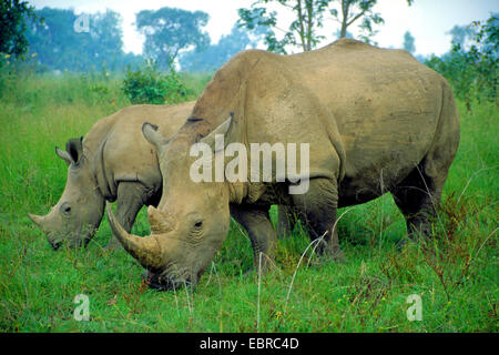 Breitmaulnashorn, Quadrat-lippige Nashorn Rhinoceros (Ceratotherium Simum), Rasen zwei Breitmaulnashörner grasen, Côte d ' Ivoire, Abokouamekro Game Reserve, Yamoussoukro Stockfoto