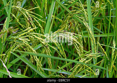 gemeinsame Reis (Oryza Sativa), racemose Blütenstände, Thailand Stockfoto