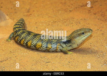 Östlichen blau genutet Eidechse (Tiliqua Scincoides), auf dem Boden Stockfoto