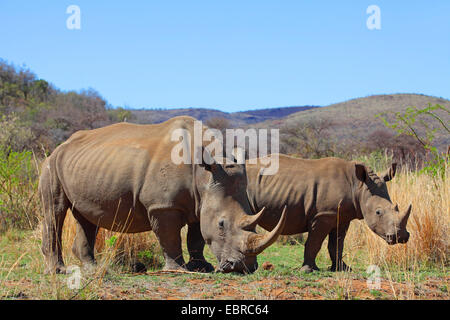 Breitmaulnashorn, Quadrat-lippige Rhinoceros grass Rhinoceros (Ceratotherium Simum), Erwachsene und Jugendliche Nashorn Essen Gras, Südafrika, North West Province, Pilanesberg Nationalpark Stockfoto