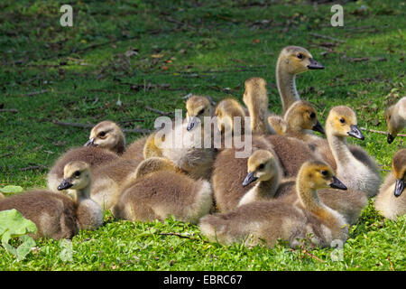 Kanadagans (Branta Canadensis), Gänsel ruht zusammen in einer Wiese, Deutschland Stockfoto