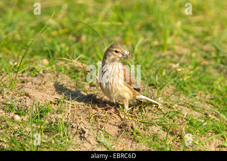 Hänfling (Zuchtjahr Cannabina, Acanthis Cannabina), weiblich mit Verschachtelung Material in den Schnabel, Niederlande, Texel Stockfoto