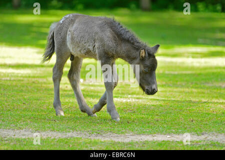 Pony (Equus Przewalskii F. Caballus), Fohlen, die zu Fuß auf einer Koppel, Deutschland Stockfoto