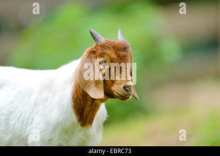 Boer Ziege (Capra Hircus, Capra Aegagrus F. Hircus), Porträt eines jungen Tieres Stockfoto