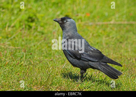 Dohle (Corvus Monedula), auf das Futter in eine Wiese, Niederlande, Texel Stockfoto