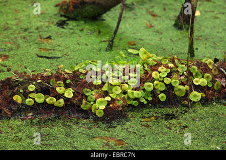 Blick auf den Sumpf Zypressen Wald, USA, Florida, Corkscrew Swamp Sanctuary Stockfoto