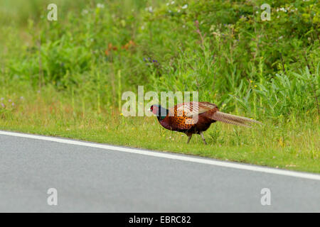 gemeinsamen Fasan, Kaukasus Fasane, kaukasische Fasan (Phasianus Colchicus), männliche an einem Straßenrand, Deutschland, Niedersachsen, Norderney Stockfoto
