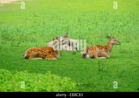 Sika Rotwild, zahm Sika Hirsche, zahmes Rotwild (Cervus Nippon), drei Sika Hirsche in einer Wiese liegen Stockfoto