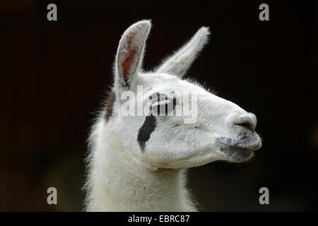 Lama (Lama Glama), portrait Stockfoto