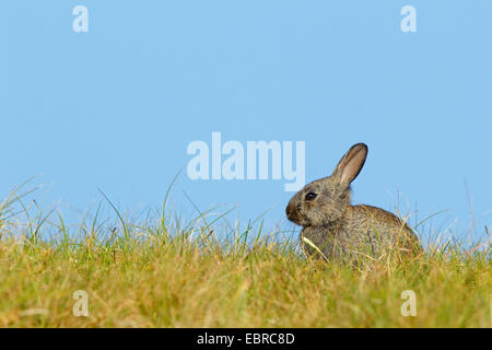 Europäischen Kaninchen (Oryctolagus Cuniculus), dunkle Morphe auf einer Düne, Niederlande, Texel Stockfoto