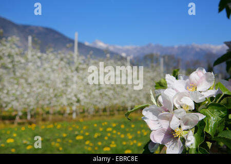 Apfelbaum (Malus Domestica), Apple Blumen vor Plantage und Berg Landschaft, Italien, Südtirol Stockfoto